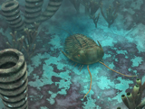 WMY100166P
An Olenoides trilobite scurries across a Middle Cambrian ocean floor.