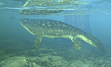 WMY100226P
A Late Devonian Period Ichthyostega submerged in a floodplain.