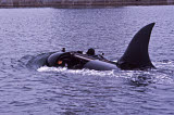 WOD100166M
Mark 8 Seal Delivery Vehicle with a large shark-like fin attached.
