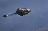 WOD400056U
An alligator peeks it's head up out of water in the Everglades National Park.