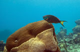 WOD400127U
A Rainbow Parrotfish swimming over brain coral.