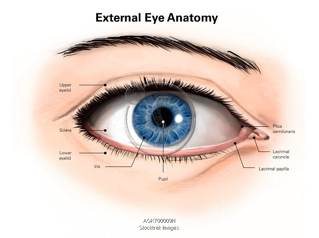 External anatomy of the human eye (with labels). | Stocktrek Images