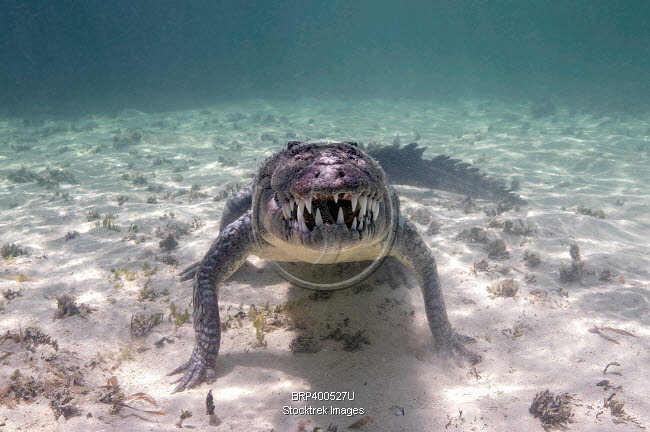 Angry Croc An angry crocodile, Caribbean Sea, Mexico. | Stocktrek Images