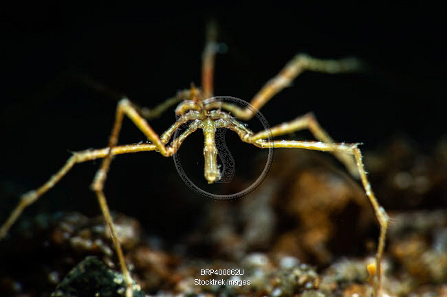Sea Spider, an arthropod, from the Pycnogonida class. | Stocktrek Images