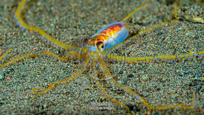 Cryptic wunderpus octopus. | Stocktrek Images