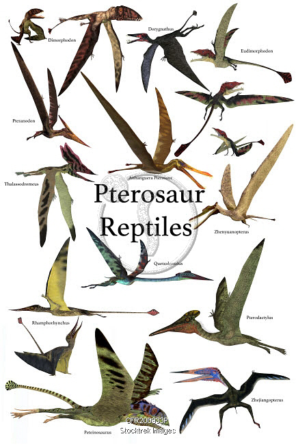 pterodactyl family