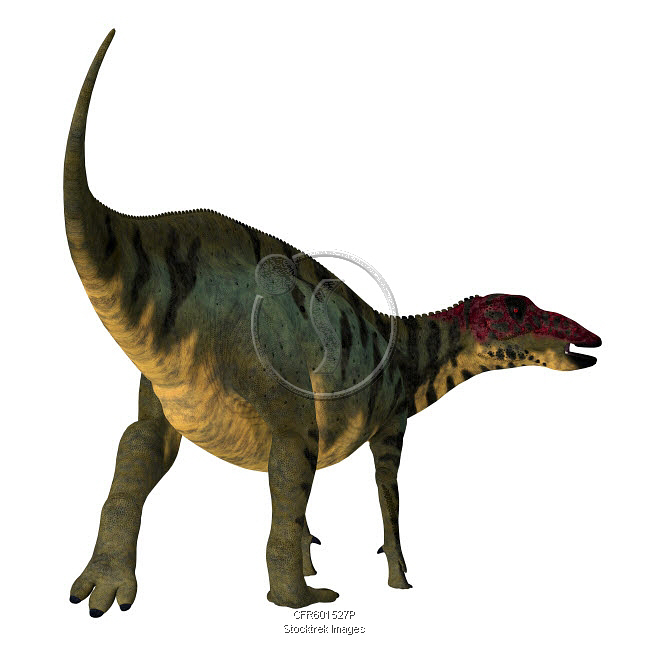 Dinosaur Rear Shuangmiaosaurus dinosaur, rear view. | Stocktrek Images