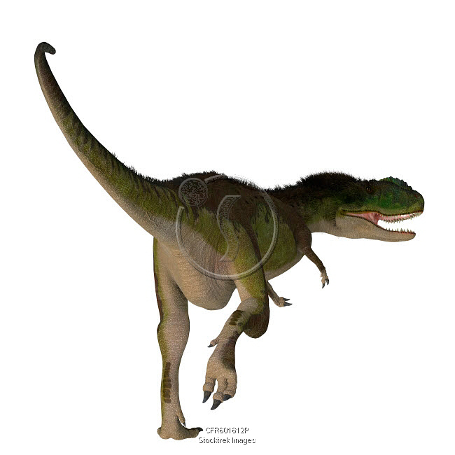 Dinosaur Rear Rugops dinosaur, rear view on white background. | Stocktrek Images