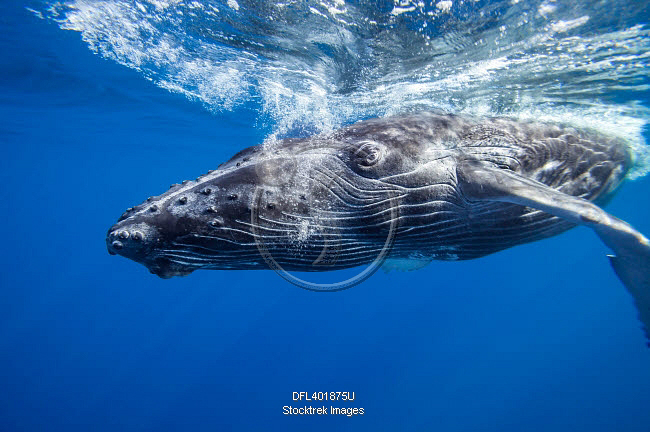 Megaptera Humpback whale, Megaptera novaeangliae, underwater, Hawaii. | Stocktrek ...