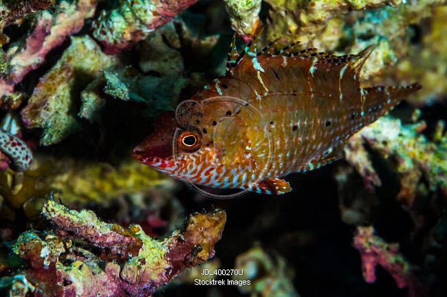 Wrasse in Raja Ampat, Indonesia. | Stocktrek Images