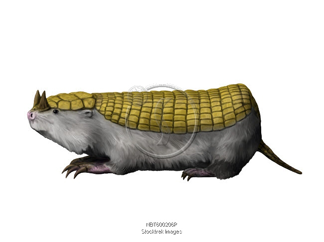 Peltephilus is a xenarthran mammal from the Miocene epoch. | Stocktrek Images Peltephilus is a xenarthran mammal from the Miocene epoch. | Stocktrek Images