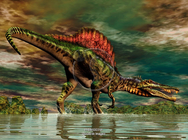 Inosaurus Spinosaurus was a large theropod dinosaur from the Cretaceous period ...