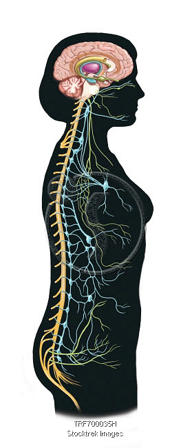 Human body showing autonomic nervous system and limbic system ...