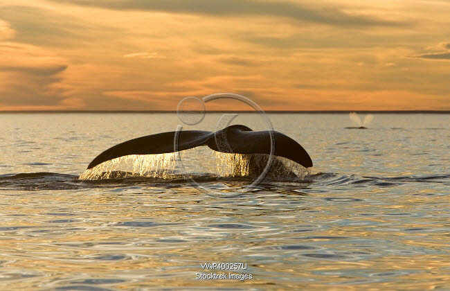 The tail of a southern right whale at sunset, Argentina. | Stocktrek Images