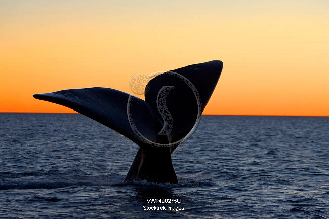 The tail fluke of a southern right whale at sunset, Argentina ...