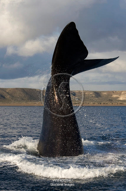 Tail fluke of a southern right whale in the waters off Argentina ...