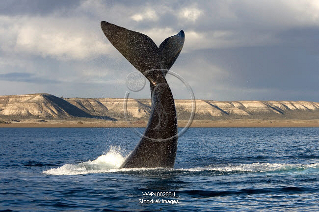Tail fluke of a southern right whale in the waters off Argentina ...